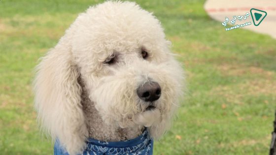 فيلم In the Dog House 2014 مترجم