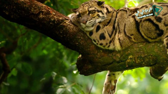 فيلم Indias Wild Leopards 2020 مترجم