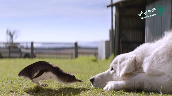 فيلم Oddball 2015 مترجم