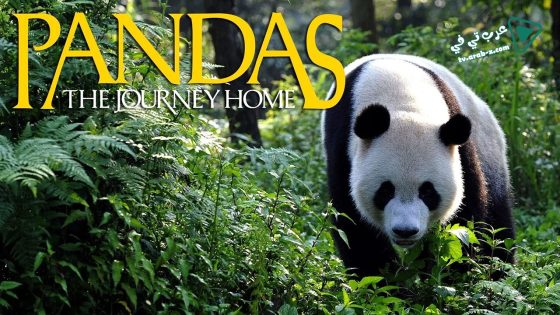 فيلم Pandas: The Journey Home 2014 مترجم