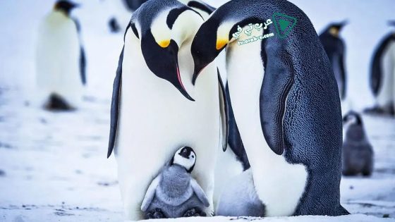 فيلم Snow Chick – A Penguin’s Tale 2015 مترجم