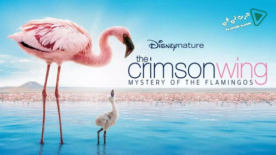 فيلم The Crimson Wing: Mystery of the Flamingos 2008 مترجم