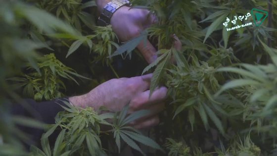 فيلم The Legend of 420 2017 مترجم