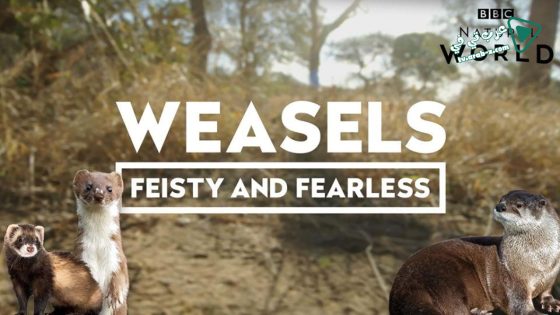 فيلم Weasels Feisty and Fearless 2019 مترجم