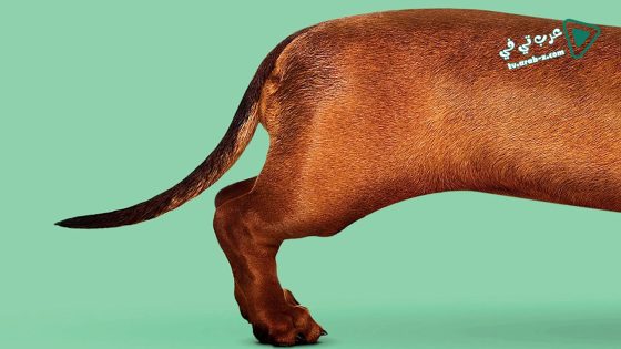 فيلم Wiener-Dog 2016 مترجم