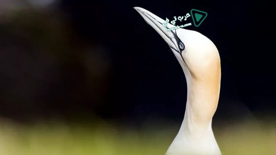 فيلم Wild Shetland: Scotland’s Viking Frontier 2019 مترجم